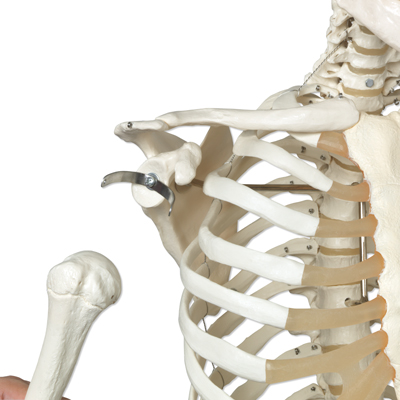 human skeleton model. A10: Human Skeleton Model