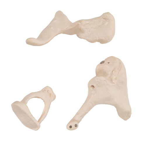 Human Ossicle Model, 20-times Maginified - 3B Smart Anatomy, 1012786 [A101], Ear Models