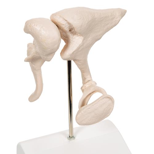 Human Ossicle Model, 20-times Maginified - 3B Smart Anatomy, 1012786 [A101], Ear Models