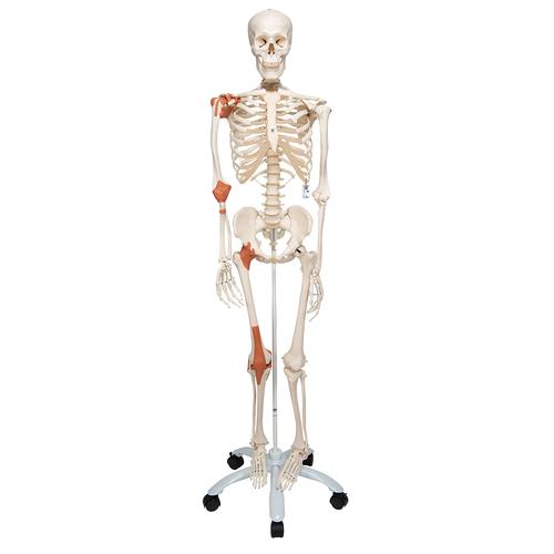 a12  human ligament skeleton