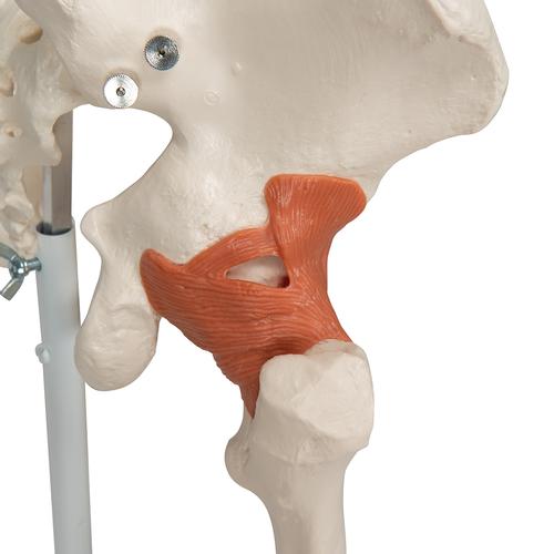 a12  human ligament skeleton