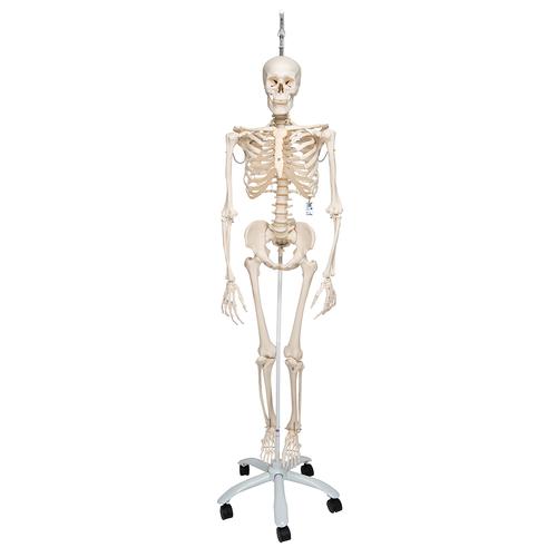 human skeleton labeled. Physiological Human Skeleton