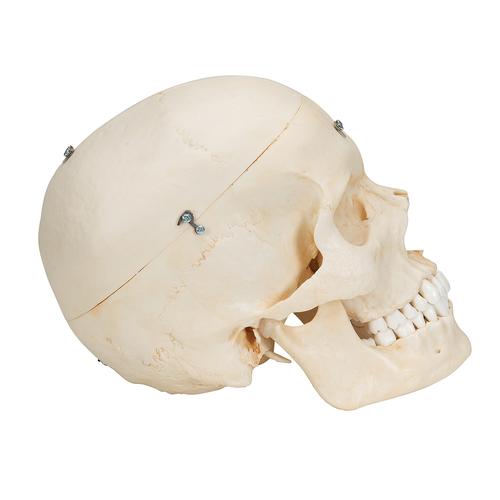 BONElike Human Bony Skull Model, 6 part - 3B Smart Anatomy, 1000062 [A281], Human Skull Models