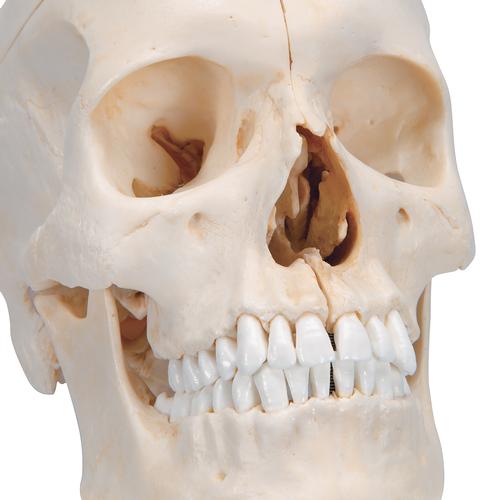 BONElike Human Bony Skull Model, 6 part - 3B Smart Anatomy, 1000062 [A281], Human Skull Models
