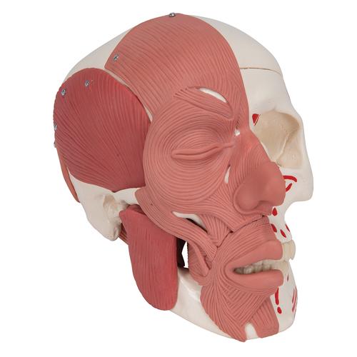 Human Skull with Facial Muscles - 3B Smart Anatomy, 1020181 [A300], Human Skull Models