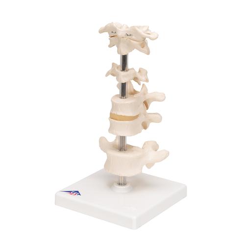 Model of 6 Human Vertebrae, Mounted on Stand (atlas, axis, cervical, 2x thoracic, lumbar) - 3B Smart Anatomy, 1000147 [A75], Vertebra Models