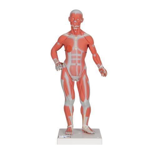 Anatomical Figure Model
