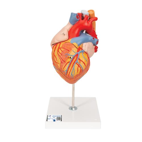 anatomy of major arteries