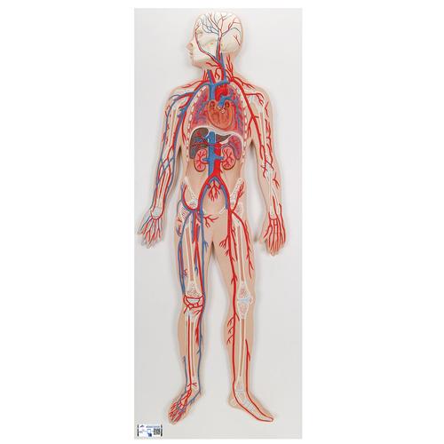 circulatory system functions. G30: Circulatory System