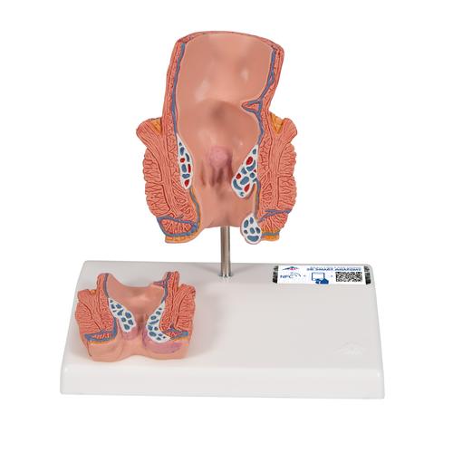 Human Digestive Anatomy