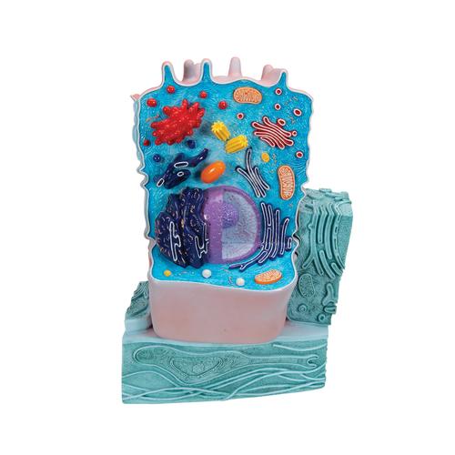 3d animal cell model project. Animal Cell 3d Model.