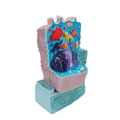 animal cell 3d model with labels. animal cell model with labels.