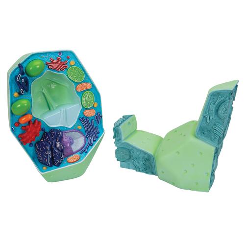 Plant cell model, 1000524 [R05], Plant Cell