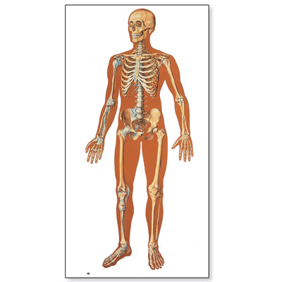 human skeleton skull. V2001U: The Human Skeleton
