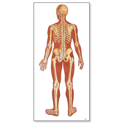 human anatomy chart. Human Skeleton Chart, rear