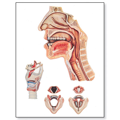 organs of speech. V2007U: Speech Organs Chart