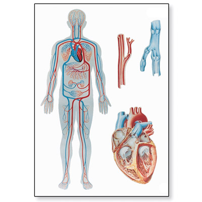 human anatomy chart. V2018U: Human Blood