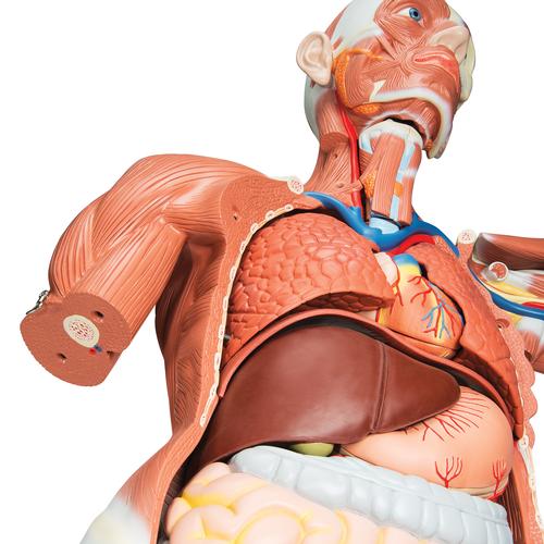 Life-Size Human Male Muscular Figure, 37 part - 3B Smart Anatomy, 1001235 [VA01], Muscle Models
