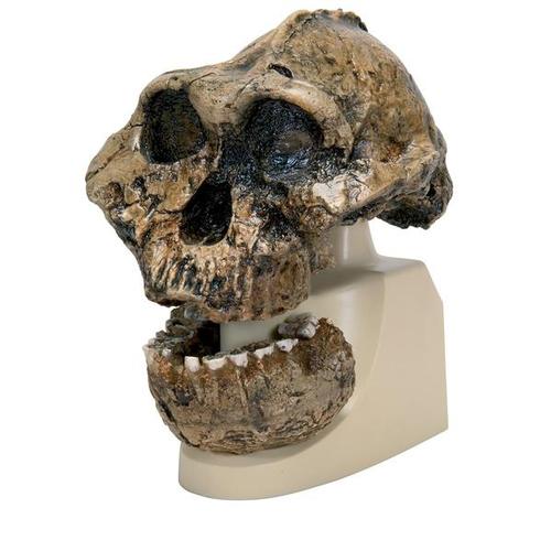 Replica Australopithecus Boisei Skull (KNM-ER 406 + Omo L7A-125), 1001298 [VP755/1], Anthropology
