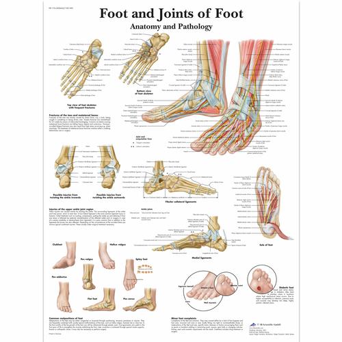 anatomy of foot. of Foot Chart - Anatomy