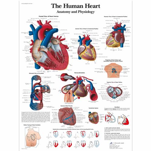 human anatomy chart. VR1334UU: The Human Heart