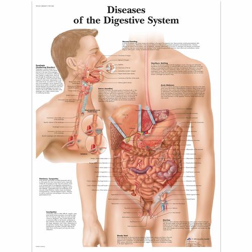 diseases of digestive system. the Digestive System Chart