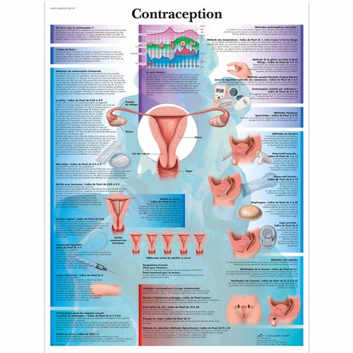Contraception, 4006790 [VR2591UU], Sex Education