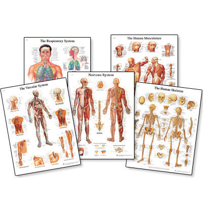 systems of body. VRSYSTEMS: Human Body Systems: