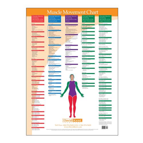 Trigger Point Chart Muscle Movement, W41172MM, Therapy Books