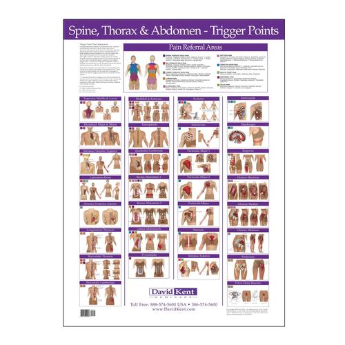 Trigger Point Chart Free
