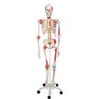 Super Skeleton Model - Sam, 1020176 [A13], Skeleton Models - Life size
