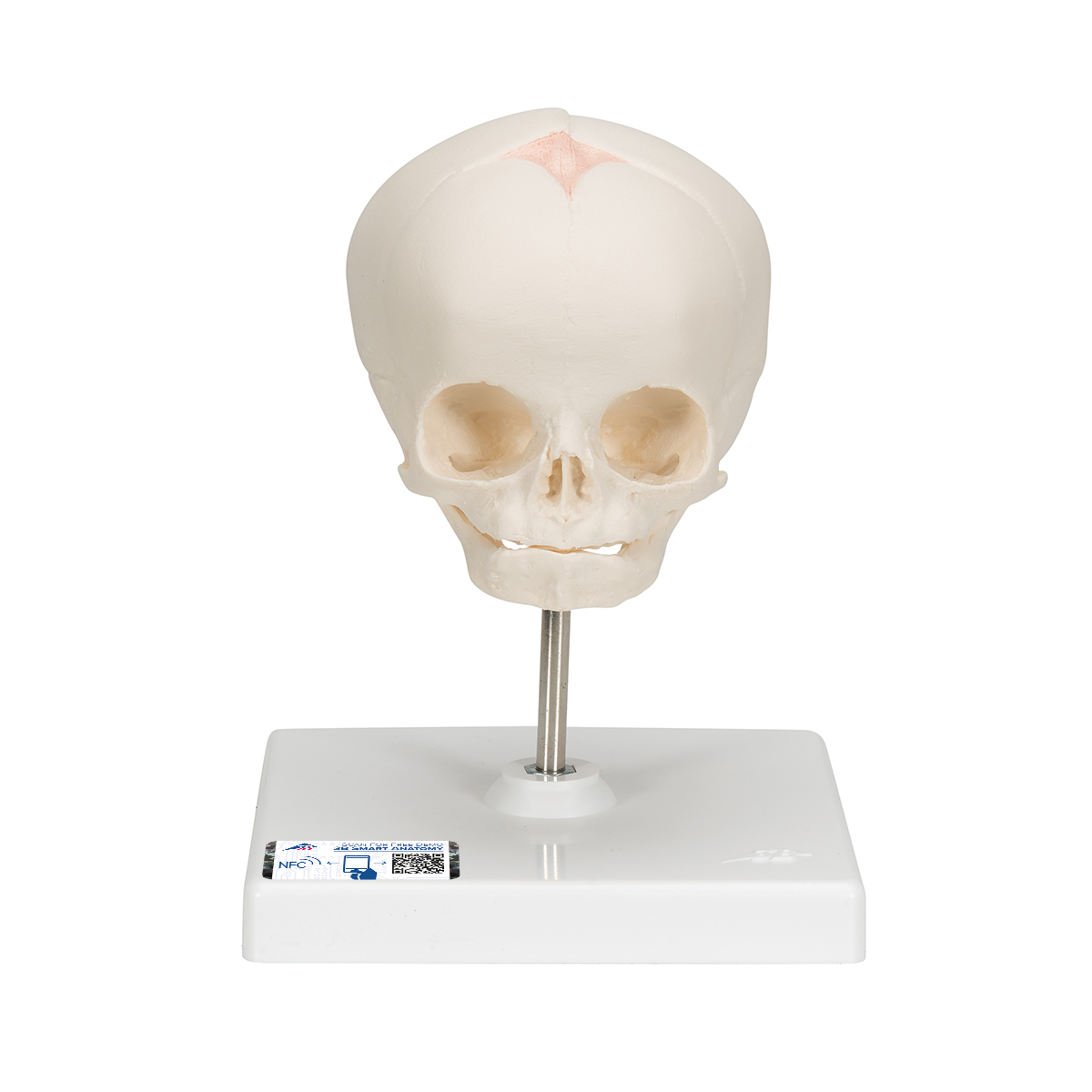 胎儿颅骨模型,配支架 - 3b smart anatomy, 1000058 [a26], 头颅模型