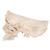 BONElike Human Bony Skull Model, 6 part - 3B Smart Anatomy, 1000062 [A281], Human Skull Models (Small)