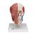 Human Skull with Facial Muscles - 3B Smart Anatomy, 1020181 [A300], Human Skull Models (Small)