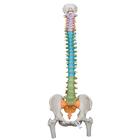 Didactic Flexible Human Spine Model with Femur Heads - 3B Smart Anatomy, 1000129 [A58/9], Human Spine Models