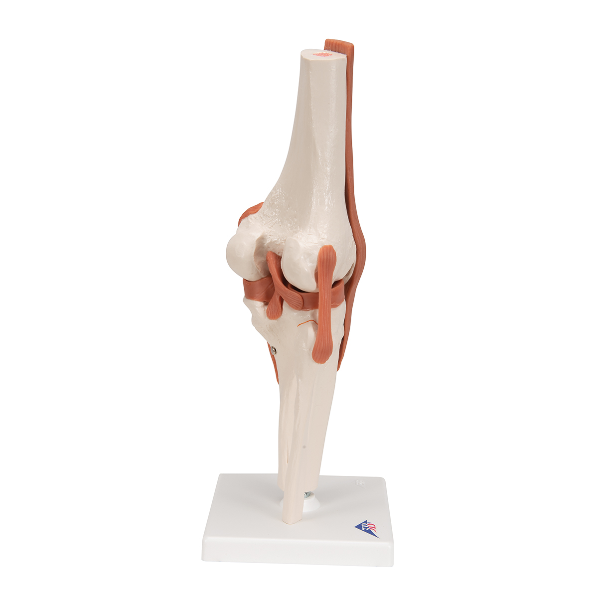 功能型膝关节模型 - 3b smart anatomy