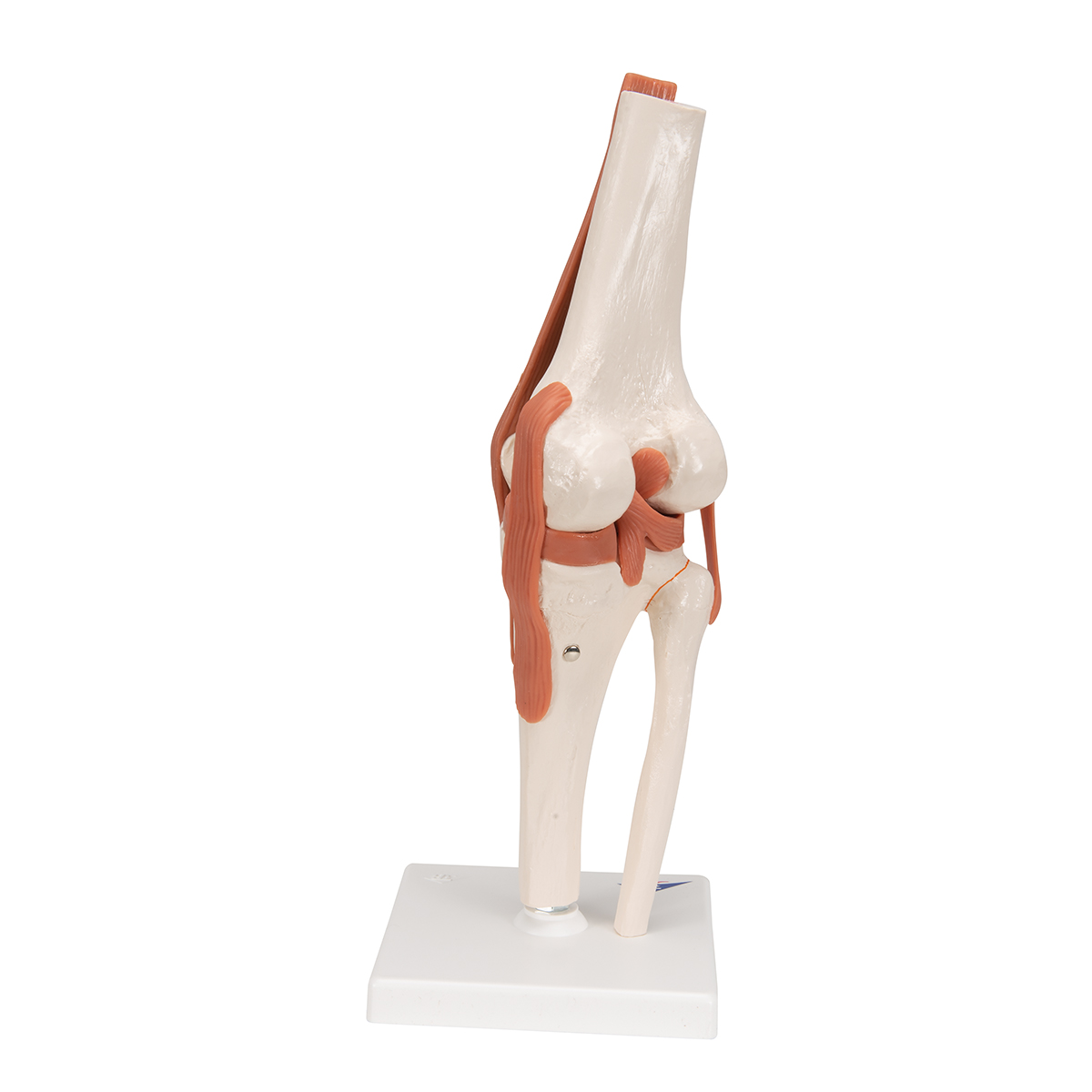 功能型膝关节模型 - 3b smart anatomy