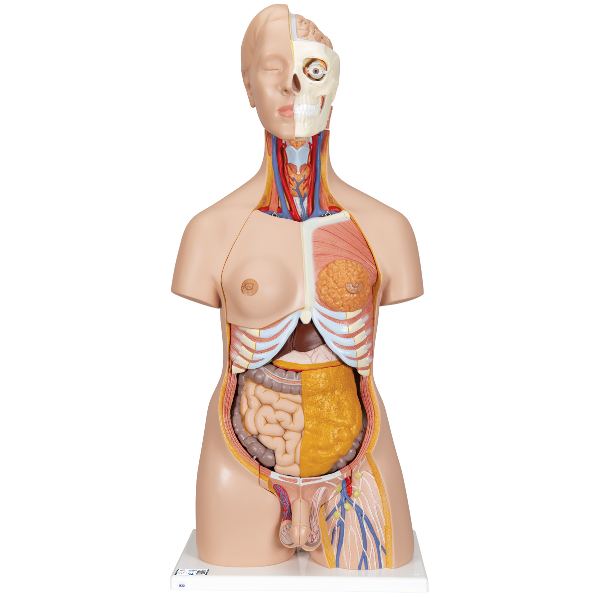 Human torso model