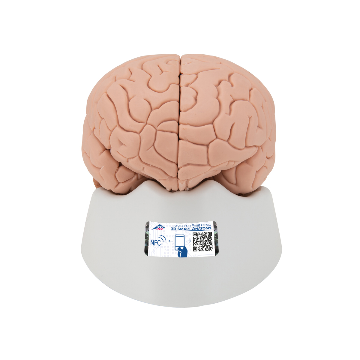 Brain model