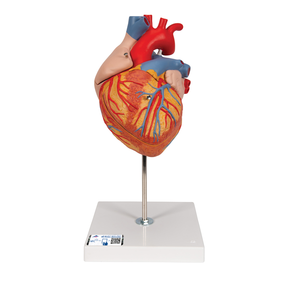 心脏模型,实物的2倍,4部分 - 3b smart anatomy