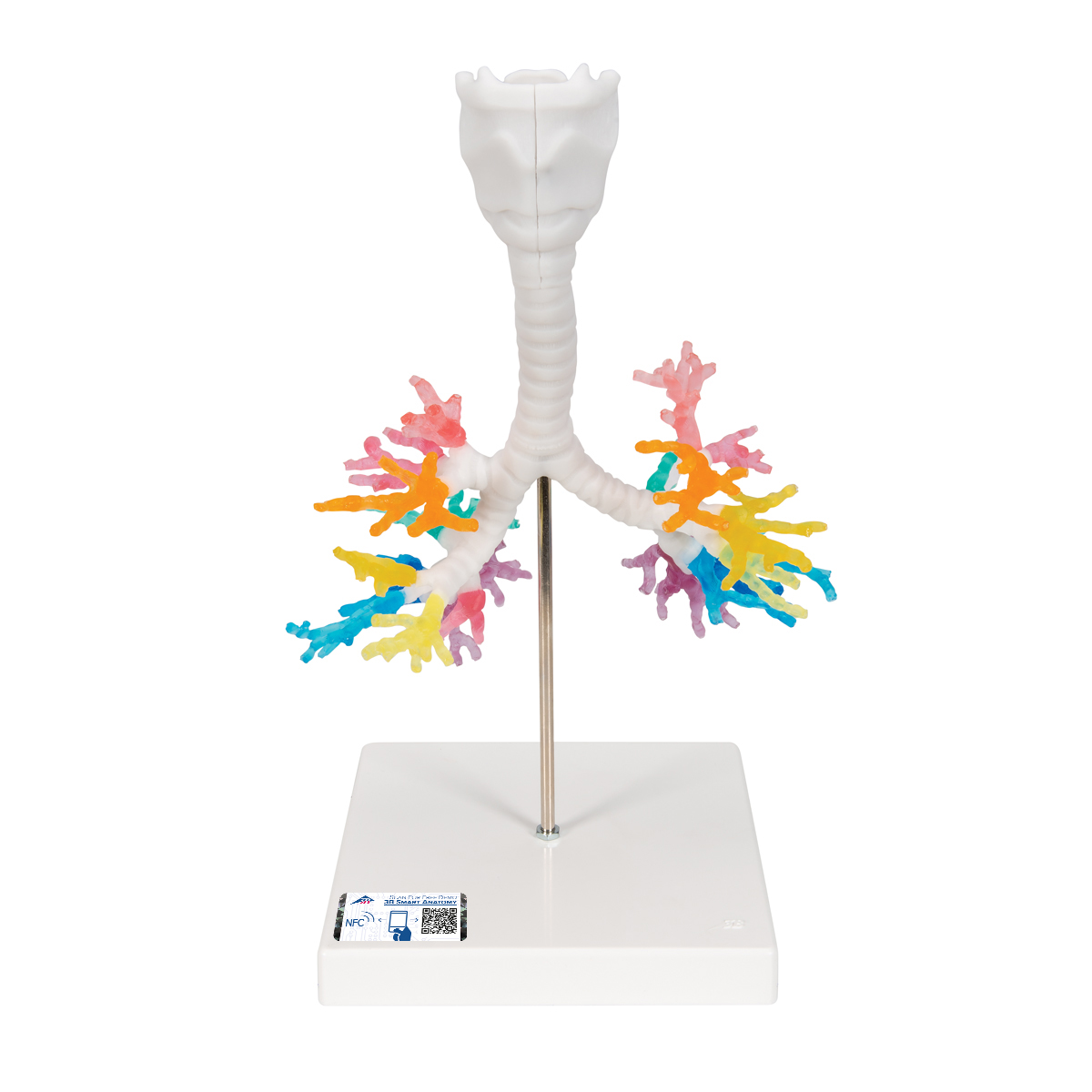 Bronchial tree model