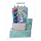 The Animal Cell STICKYchart™, V1R04S, Human and Animal Cell