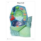 The Plant Cell STICKYchart™, V1R05S, Plant Anatomy Models