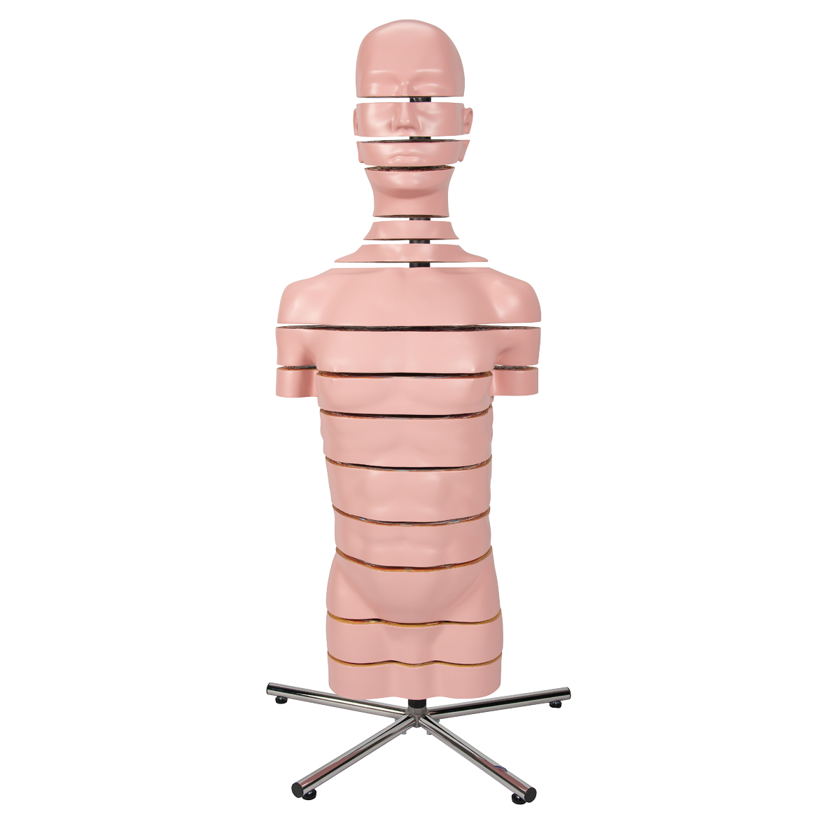 Disc human torso model