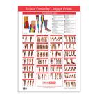 Trigger Point Chart Lower Extremity, W41172LE, Therapy Books