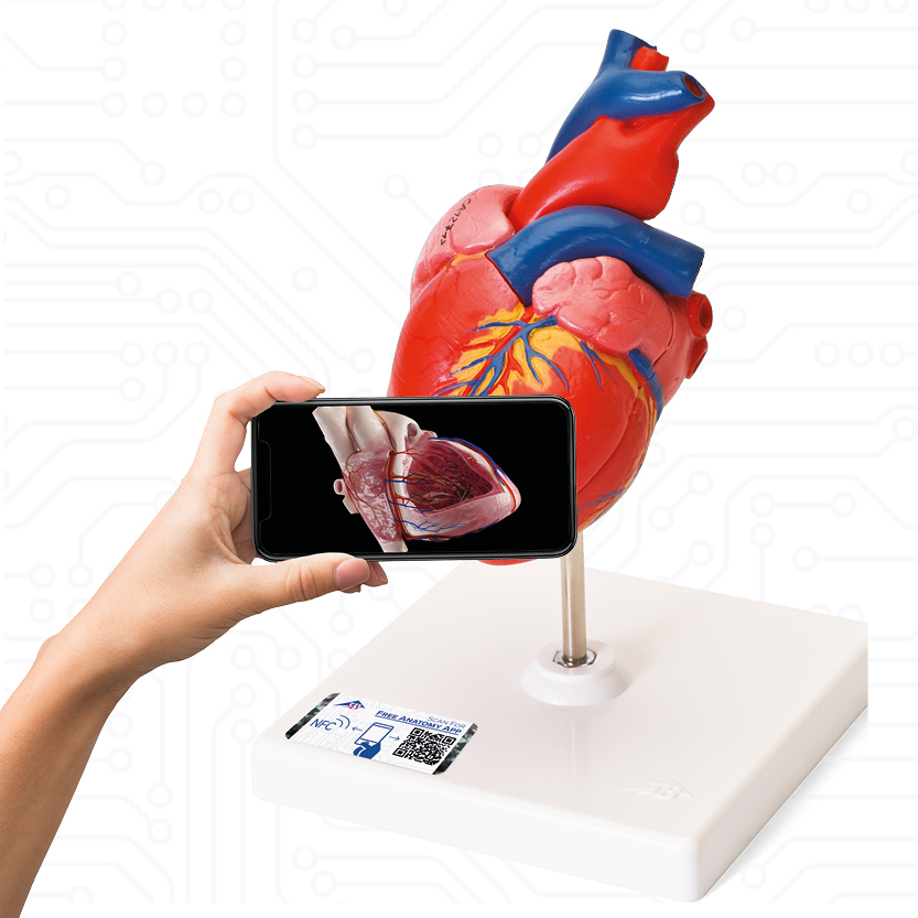 3B anatomy heart model with smartphone augmented reality feature