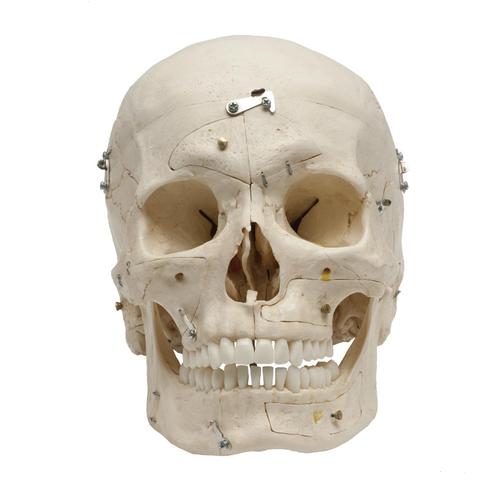 Deluxe Demonstration-Skull, 14-parts, 1019403, Human Skull Models