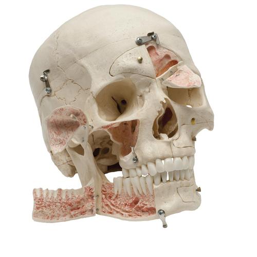 Deluxe Demonstration-Skull, 14-parts, 1019403, Human Skull Models
