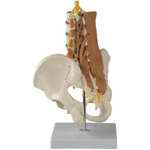 Pelvic Model with Lumbar Spine Muscles, 1019418, Human Spine Models