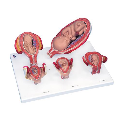 Intro to Obstetrics Lab Pro Set, 8000878 [3011905], Obstetrics